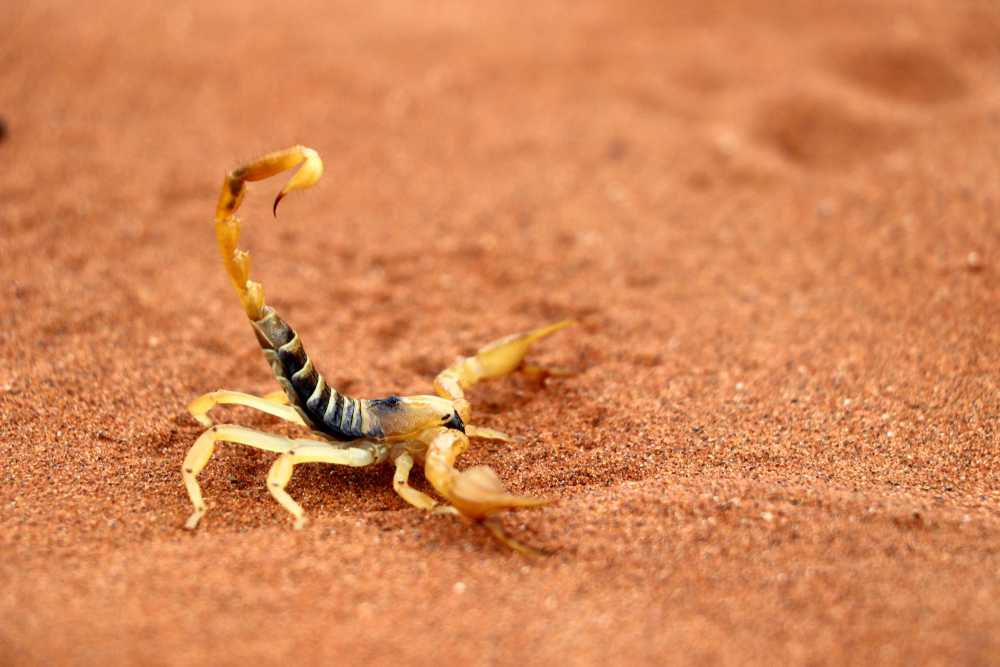 A Desert Scorpion with a raised, curved tail stands on reddish-brown sand. Its pincers are open, and its segmented body and legs are clearly visible, making identification easy in its natural habitat.