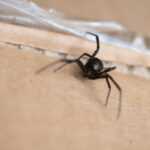 A close-up of a black spider with long legs on light brown cardboard near clear plastic tape. With its round, shiny body, this could be a female Black Widow—known for its distinct appearance and potent Black Widow venom.
