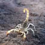 A Giant Desert Hairy Scorpion with a raised, curved tail and light-colored legs is standing on a rough, brown, rocky surface. Learn interesting facts about this fascinating creature and remember important safety tips when exploring its habitat.
