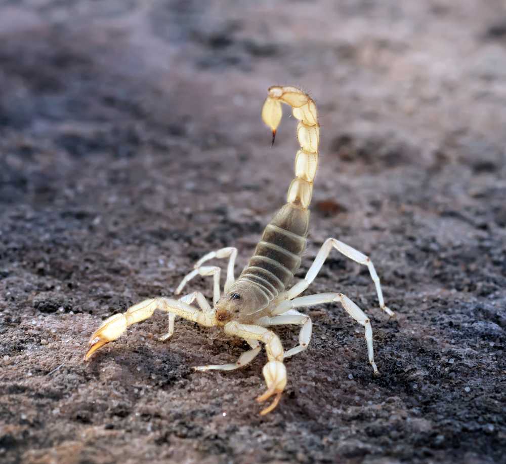 A Giant Desert Hairy Scorpion with a raised, curved tail and light-colored legs is standing on a rough, brown, rocky surface. Learn interesting facts about this fascinating creature and remember important safety tips when exploring its habitat.