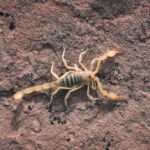 A light-colored Giant Hairy Scorpion with prominent pincers and a segmented tail is positioned on a rough, reddish-brown rock surface. The scorpion is viewed from above.