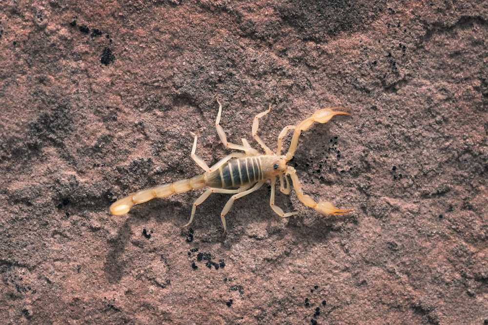 Featured image for Giant Hairy Scorpion: Identification, Size, and Safety Guide