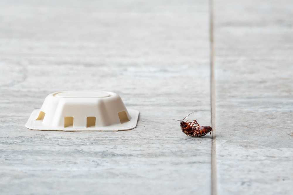 A white cockroach bait trap sits on a light gray tiled floor next to a dead cockroach lying on its back, highlighting effective roach removal and helping reduce roach risks in your home.