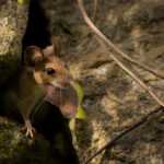 A small brown mouse with large ears peeks out from between rocks, holding a dry brown leaf in its mouth. Thin, dry twigs are scattered on the rocks around it—a glimpse into the habits of packrats in their natural environment.