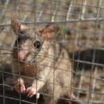 A small brown rodent with large ears and dark eyes stands on its hind legs inside a metal wire cage, gripping the bars with its front paws—an effective first step in fast rodent removal. The background is dirt and out of focus.