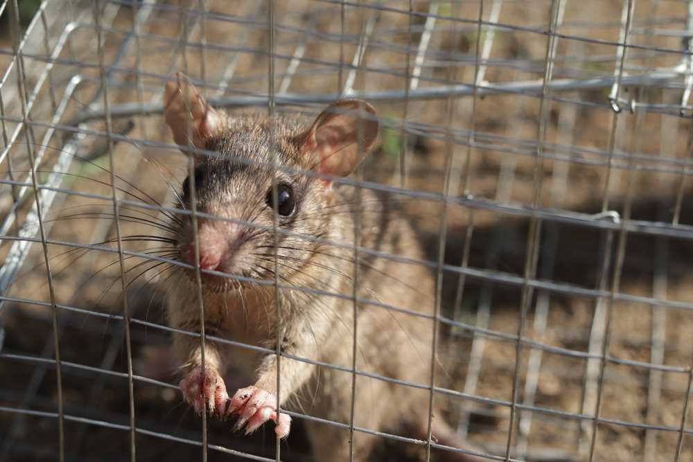 A small brown rodent with large ears and dark eyes stands on its hind legs inside a metal wire cage, gripping the bars with its front paws—an effective first step in fast rodent removal. The background is dirt and out of focus.
