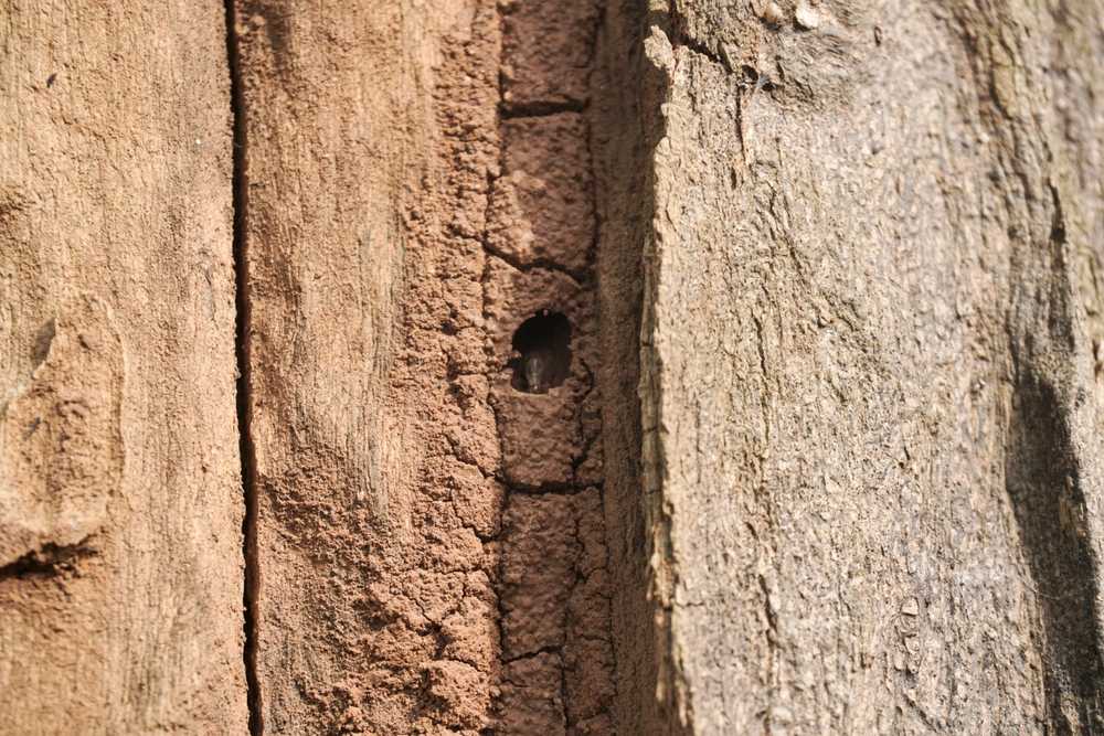 Close-up of a weathered wooden surface showing a vertical row of small, evenly spaced notches and a single round hole—possibly signs of termite holes—highlighting the texture and natural wear of the wood.