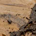 Close-up of a wooden surface showing costly damage from termites, with tunnels and mud tubes visible, along with a few termites inside the damaged area—highlighting the need for termite treatments to protect your home.