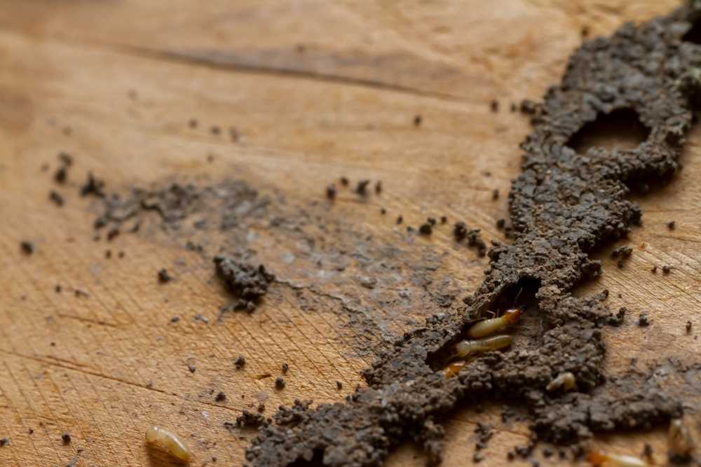 Featured image for Termite Treatments: Options, Costs, and Home Protection Tips