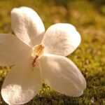A close-up of a small white flower with five petals resting on green moss. An ant is visible on the central part of the flower, illuminated by warm sunlight.