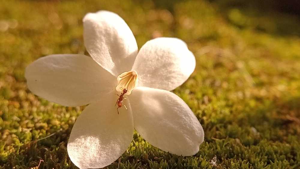 A close-up of a small white flower with five petals resting on green moss. An ant is visible on the central part of the flower, illuminated by warm sunlight.