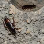 Two black and brown crickets walk on a rough, textured gray concrete surface. One cricket is near a circular hole—a spot similar to common cockroach habitats—while the other explores further away.