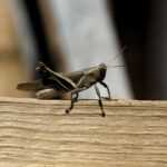 A brown cricket stands on a rough wooden surface with its legs bent and antennae raised; the background is blurred and features neutral colors, aiding in easy identification.
