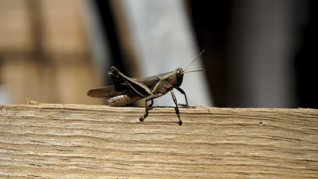 A brown cricket stands on a rough wooden surface with its legs bent and antennae raised; the background is blurred and features neutral colors, aiding in easy identification.