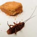 A dead cockroach lying on its back on a white surface, with a partially eaten cookie and crumbs in the background—a clear sign that cockroach control or effective home solutions are needed.