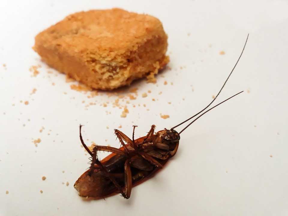 Featured image for How to Get Rid of a Cockroach Infestation: Simple Home Solutions