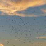 A large swarm of small flying insects is scattered across the sky at dusk, with clouds and a gradient of blue and orange tones in the background.