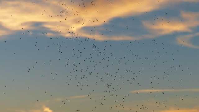 Featured image for What Time Are Mosquitoes Most Active? Nighttime Peak Hours