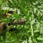 A black, yellow, and white striped caterpillar rests on a green, fern-like leaf surrounded by dense foliage—perfect for caterpillar identification or discovering new caterpillar facts.