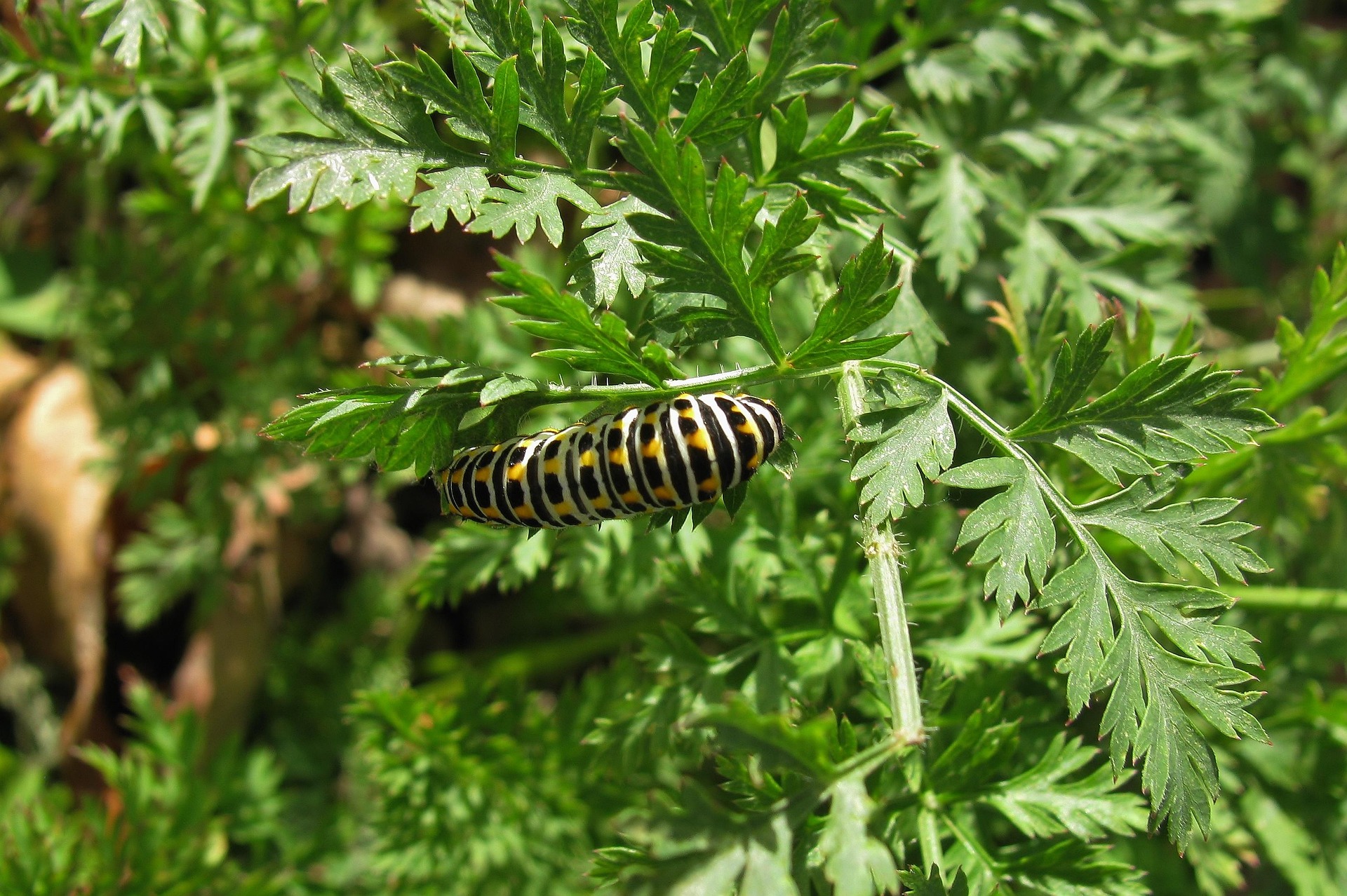 Featured image for Large Horned Green Caterpillar: Identification and Facts