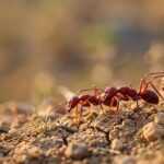 A close-up view of several large red ants walking in a line across dry, cracked soil with small rocks and sparse grass, set against a blurred natural background.